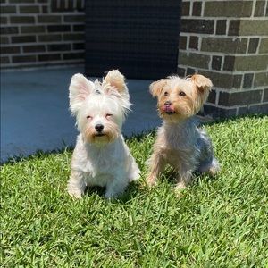 Meet your Posher, Madisyn